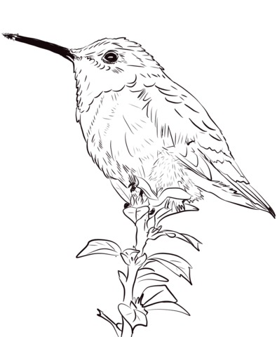 Allen'S Hummingbird Coloring Page